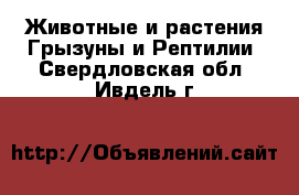 Животные и растения Грызуны и Рептилии. Свердловская обл.,Ивдель г.